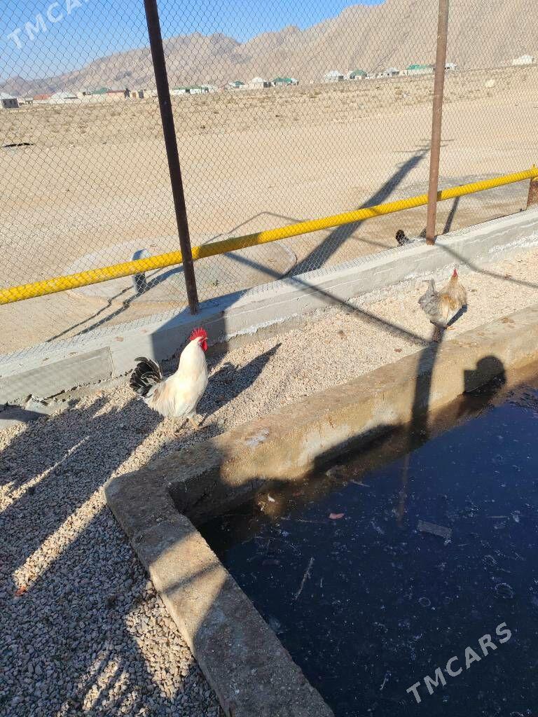 Хораз - Balkanabat - img 1