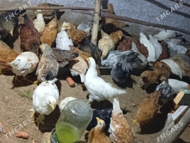 guşlar - Wekilbazar - img 1