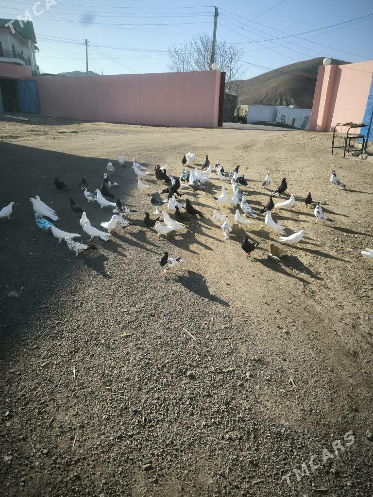 kepderi - Türkmenbaşy - img 1