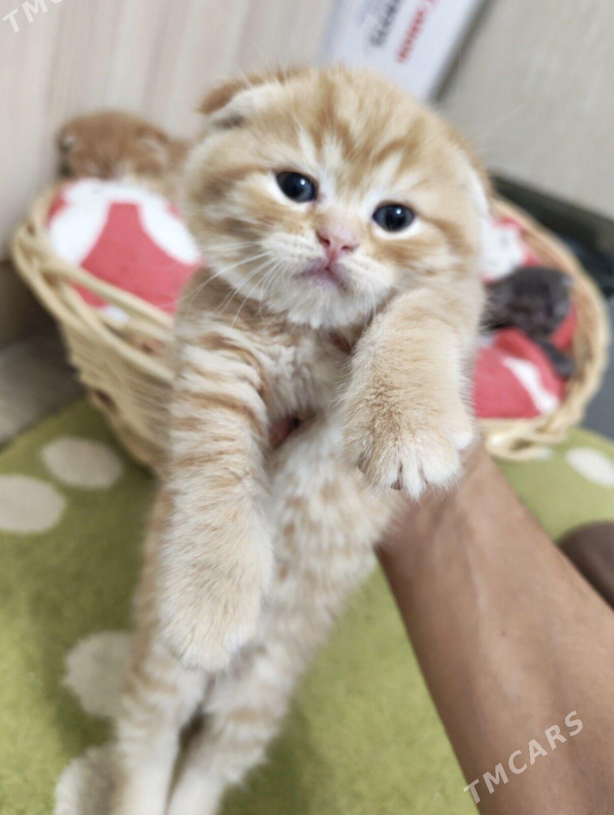 Şotlandski yatyk gulak. - Arzuw - img 1