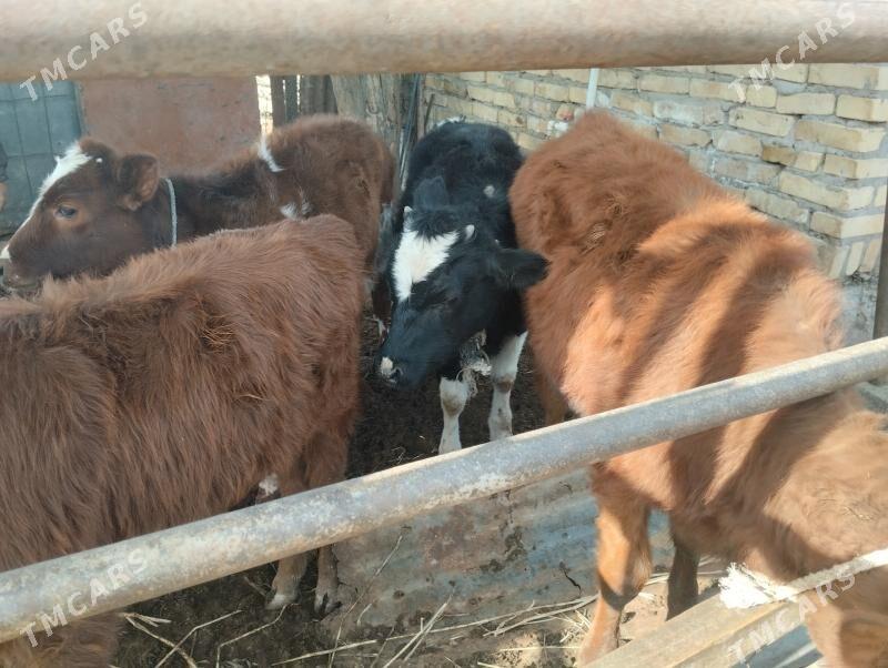 голелер - Чарджоу - img 1