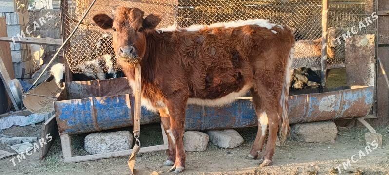 tuwe - Bagyr - img 1