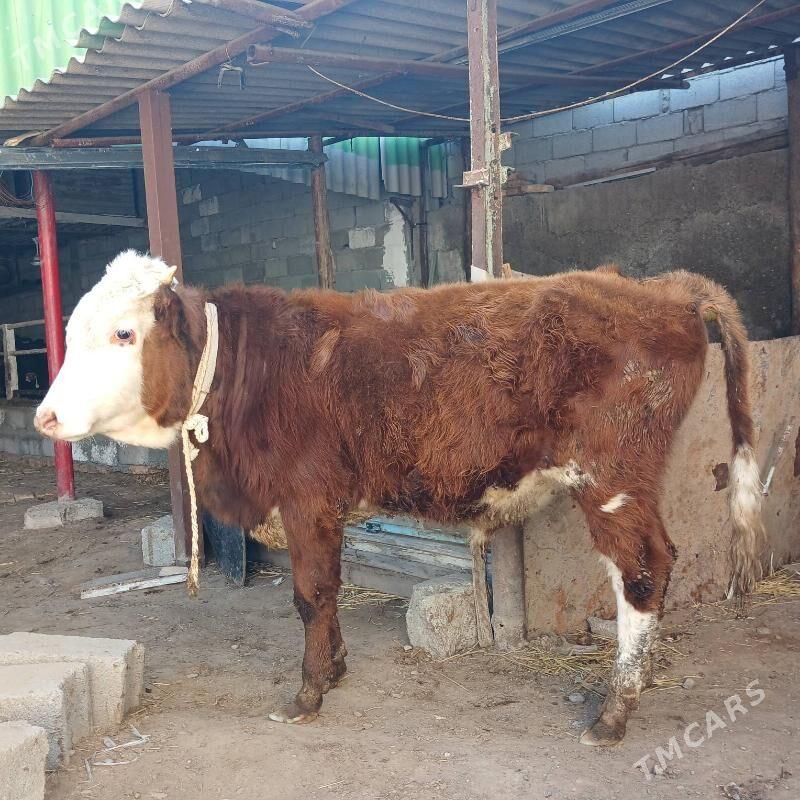 ÖKUZ - Бузмеин - img 1