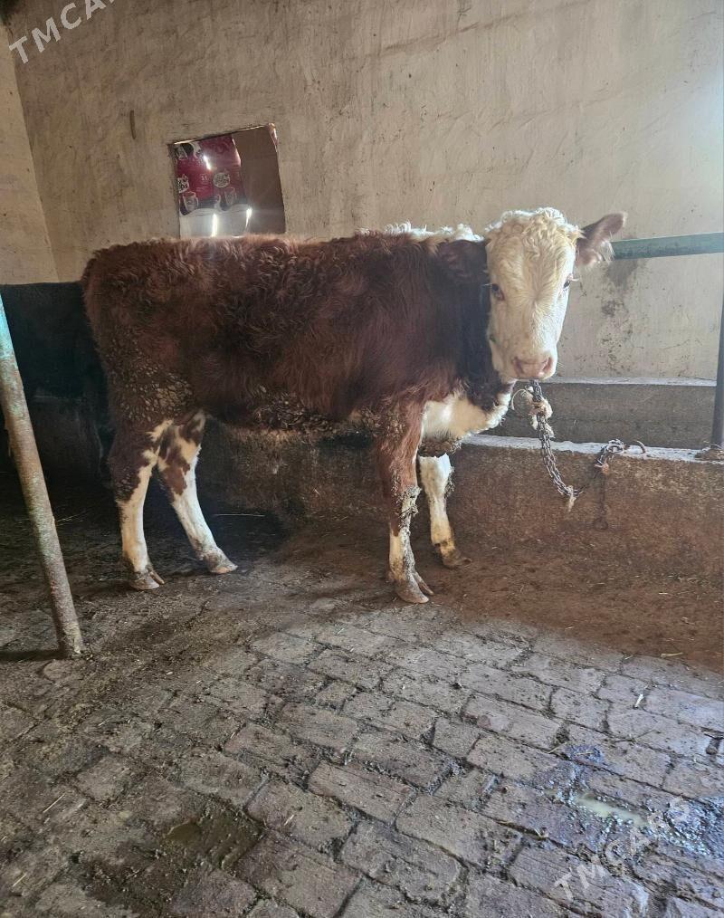 Simental okuz - Гёкдепе - img 1