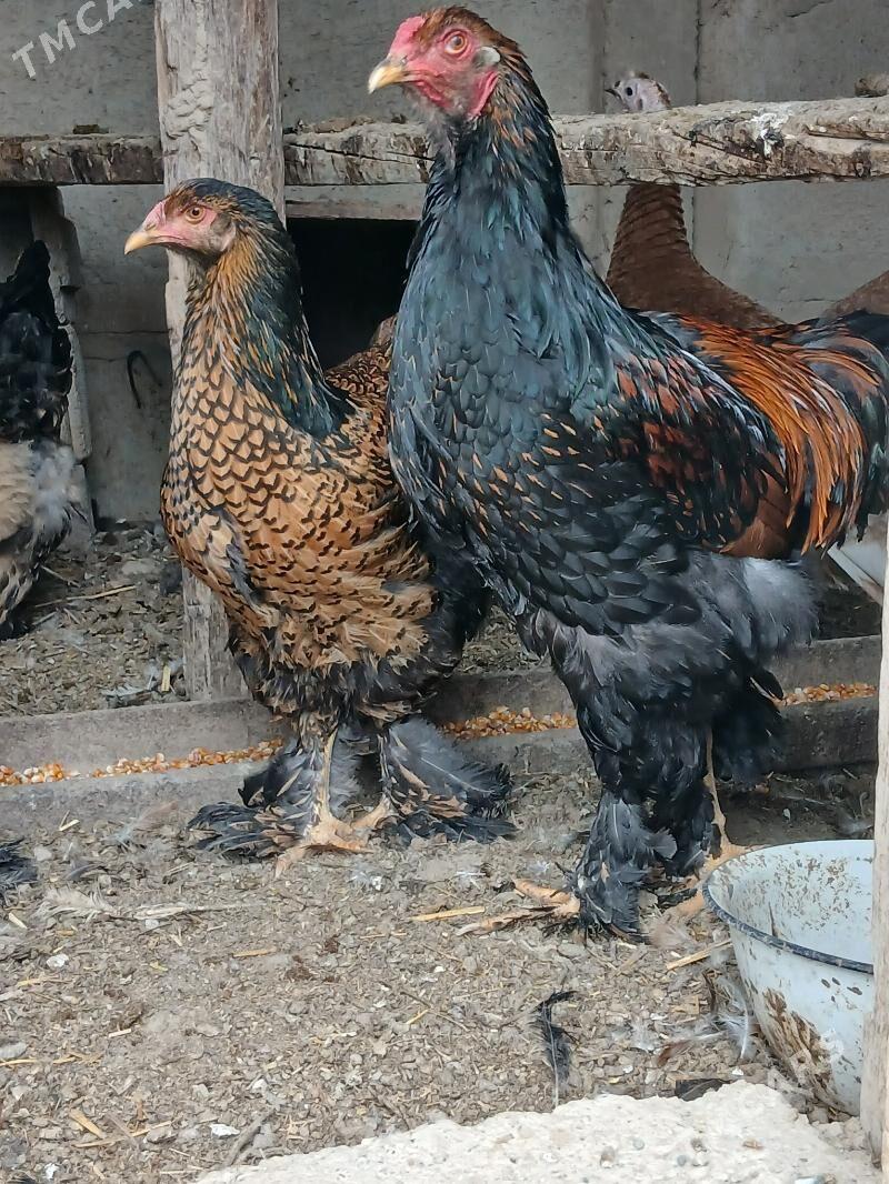 brama laset - Кака - img 1