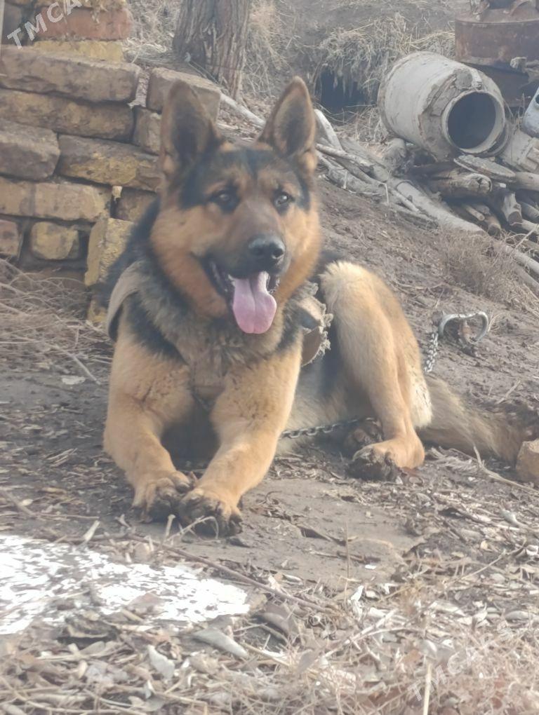 afçarka - Görogly (Tagta) - img 1