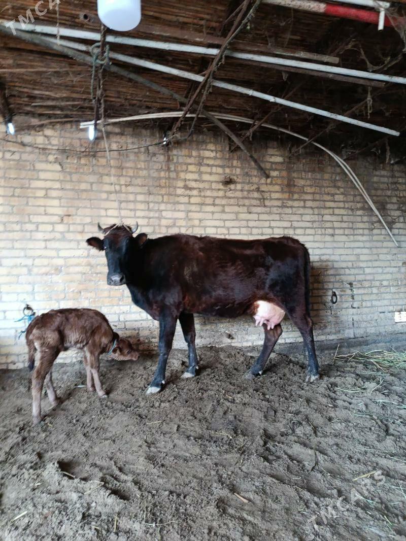 бурлат голели сыгыр - Çärjew - img 1