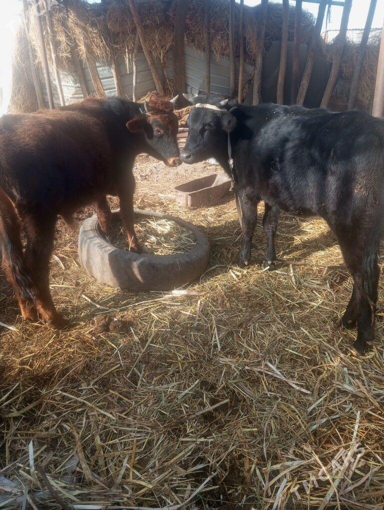 okuz we gunajn - Сакар - img 1