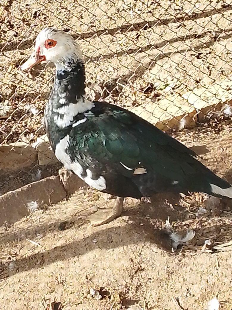 Muskus ordekler - Çärjew - img 1