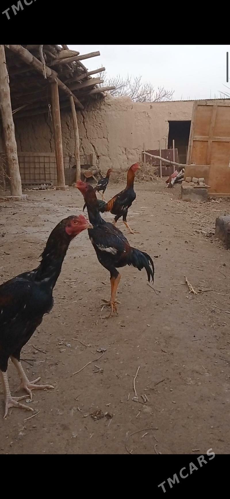 Bayso - Hojambaz - img 1