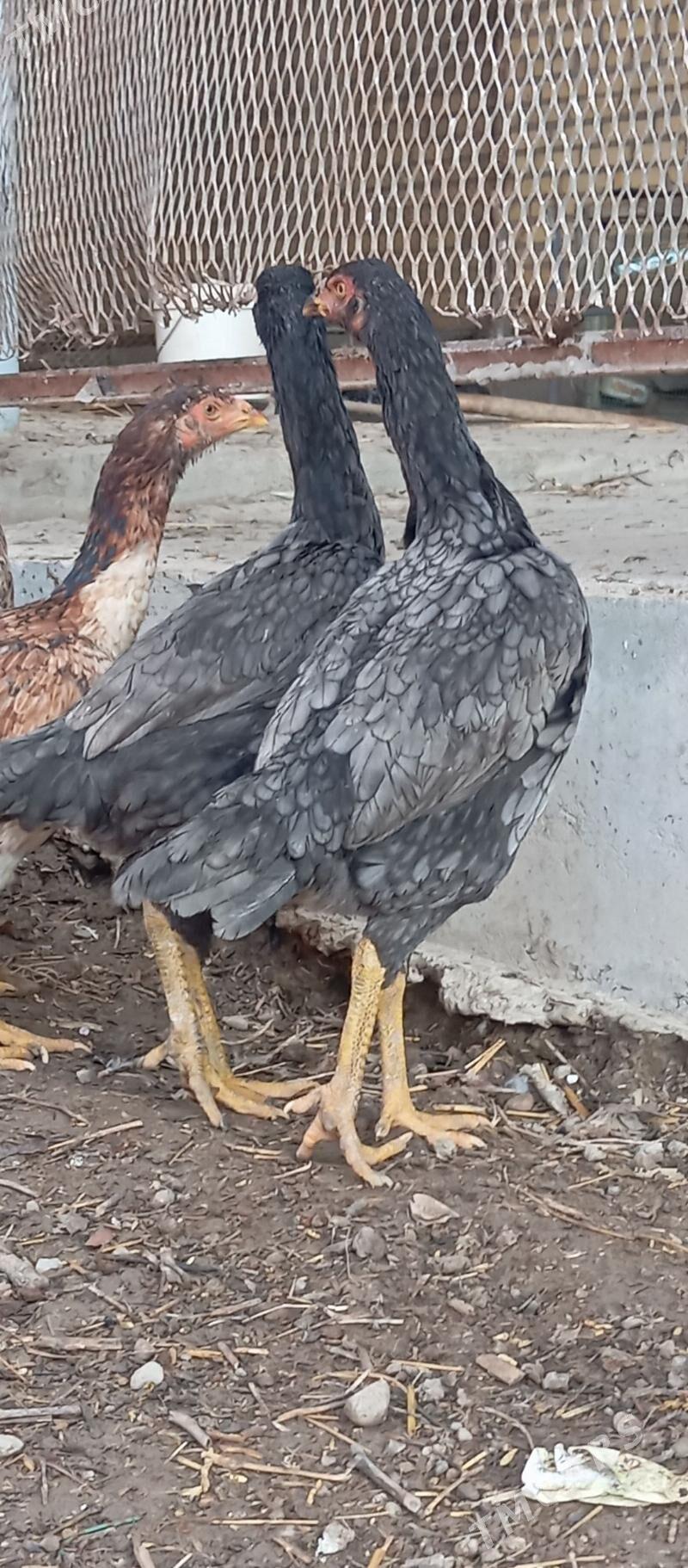 towuk - Сакар - img 1