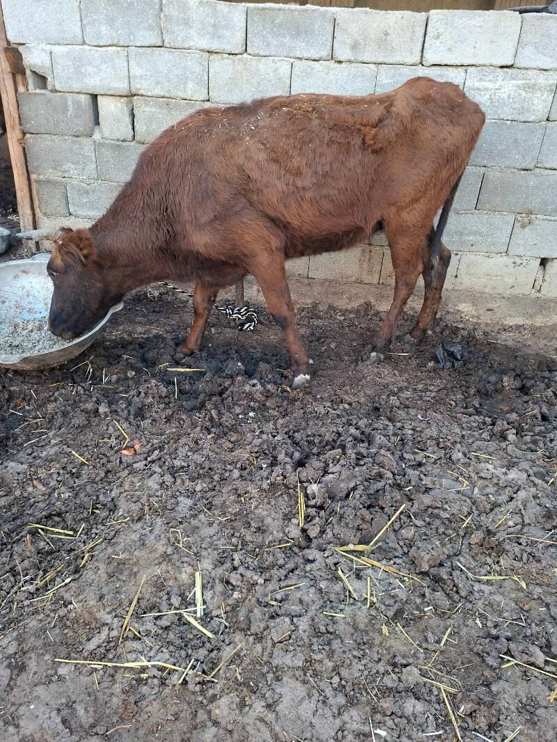 gysyr sygyr - Гарадамак Шор - img 1