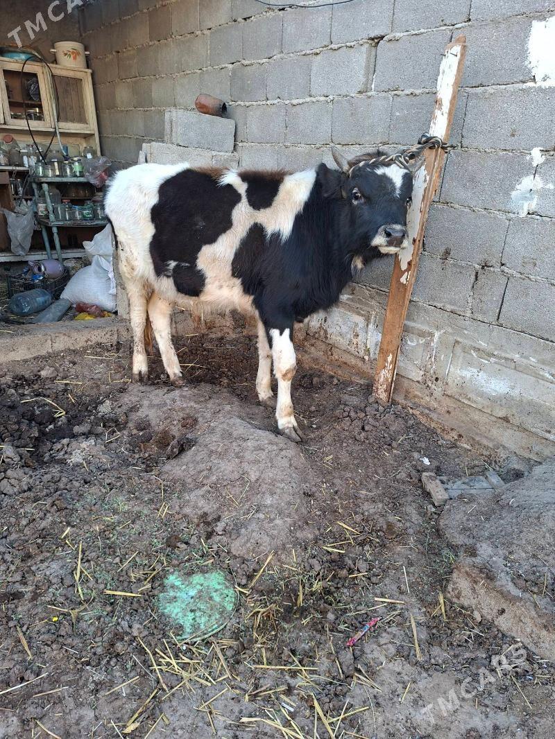 gbrit okuz - Garadamak Şor - img 1