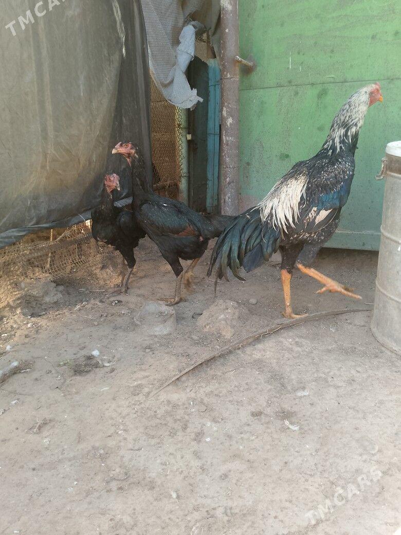 taşgent - Ашхабад - img 1