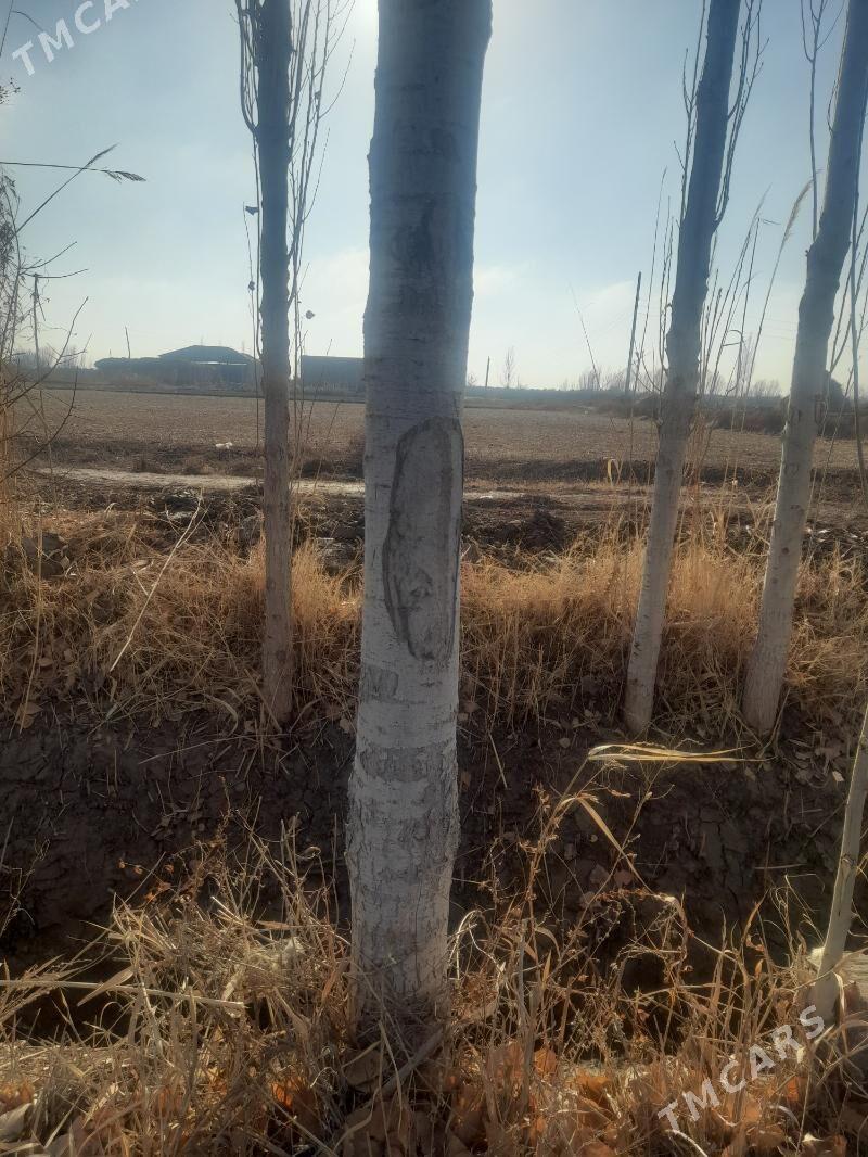 agac derek - Görogly (Tagta) - img 1