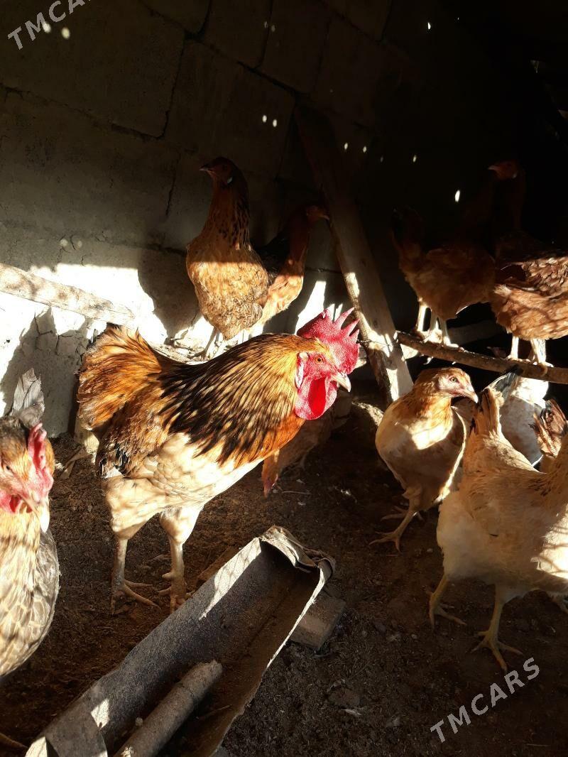 Horaz - Гёкдепе - img 1