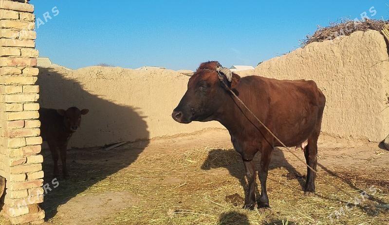 GOLELI SYGYR - Mary - img 1