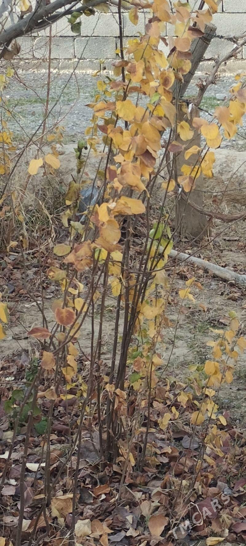 şitil - Ак-Бугдайский этрап - img 1