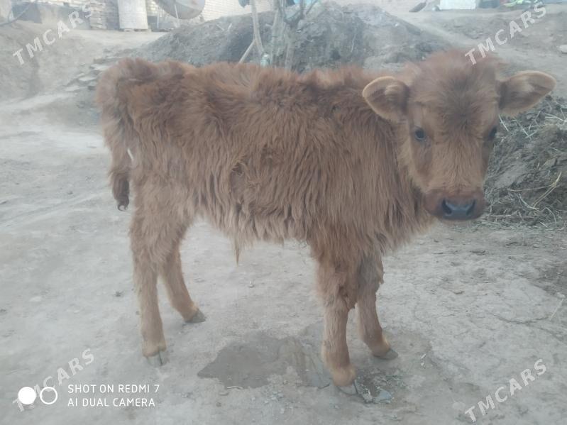 okuzce - Чарджоу - img 1