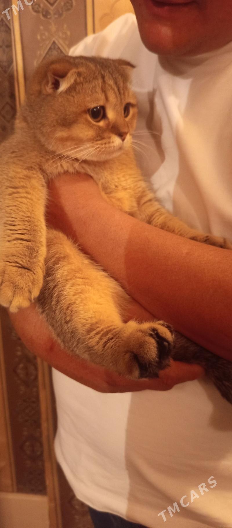 кот - Туркменабат - img 1