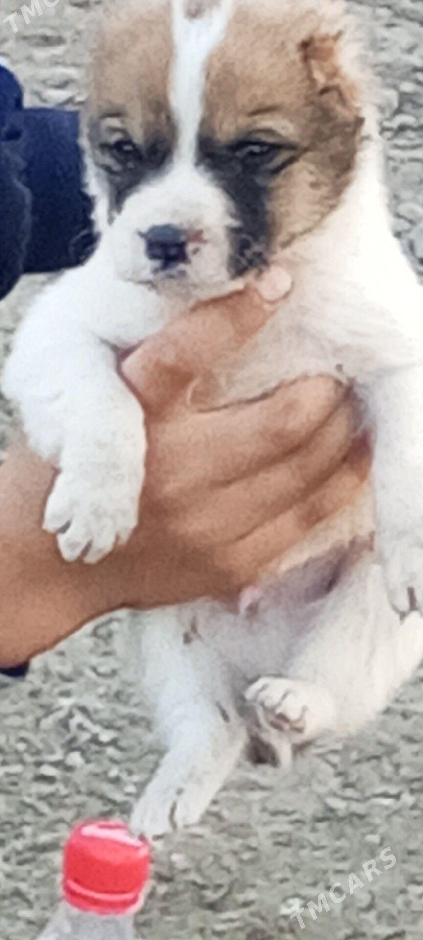 Türkmen it - Багир - img 1