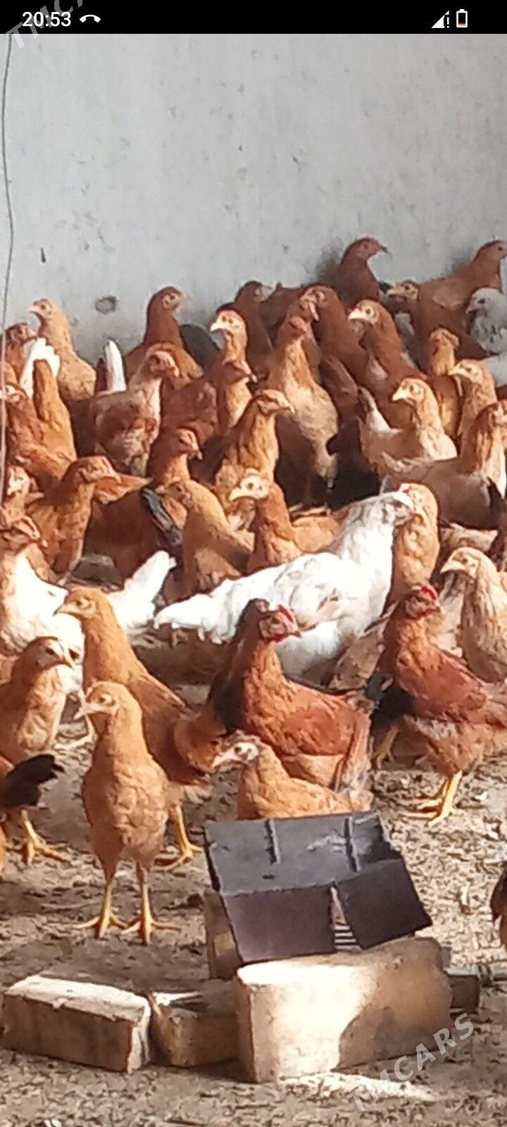 juje - Tejen - img 1