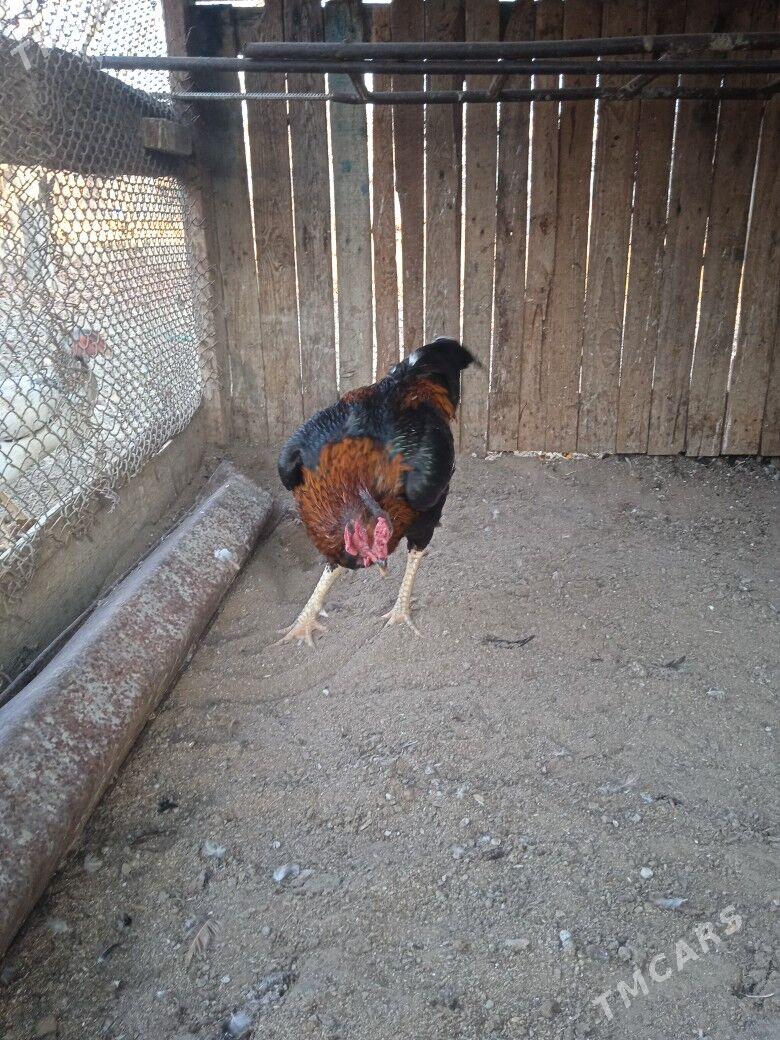 Taskent Horaz - Анев - img 1