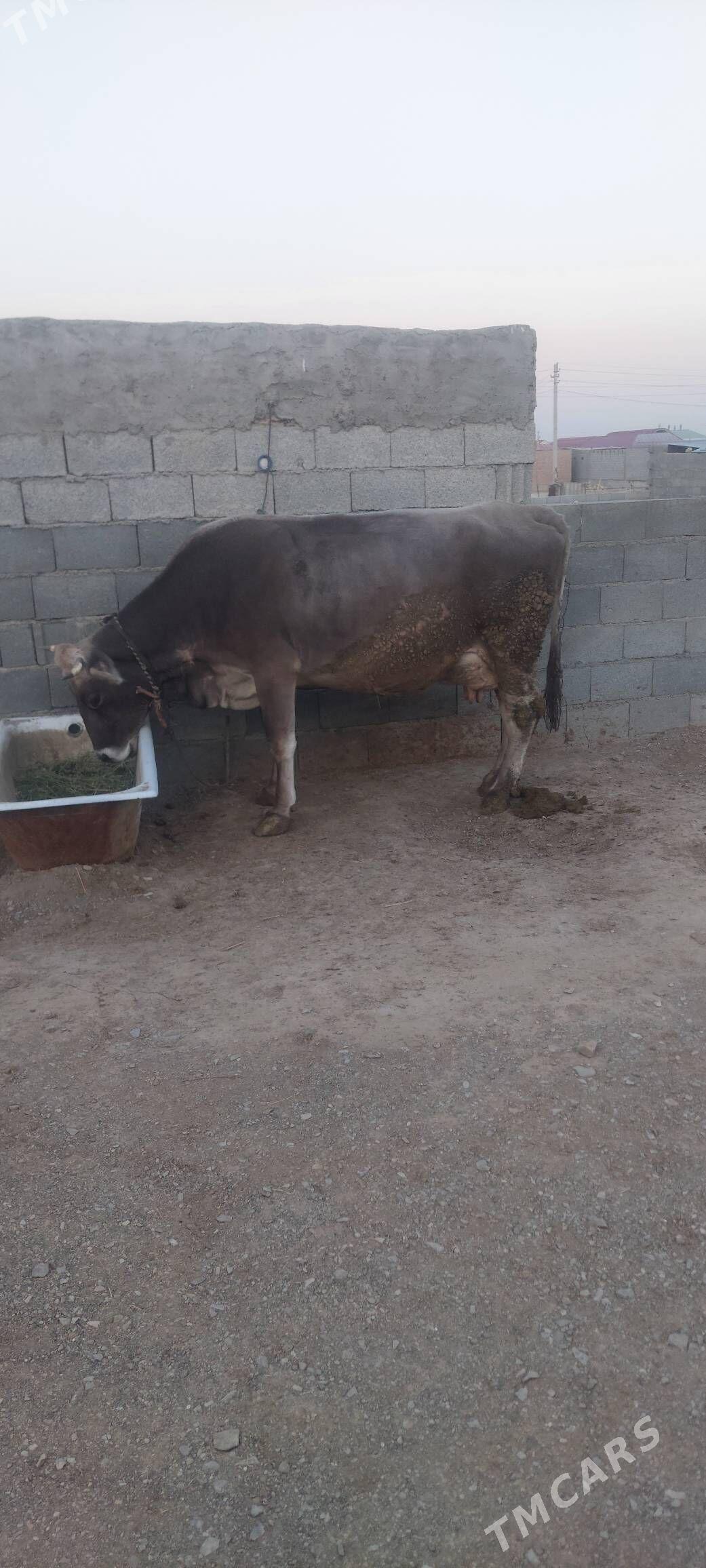 Goleli sygyr - Bäherden - img 1