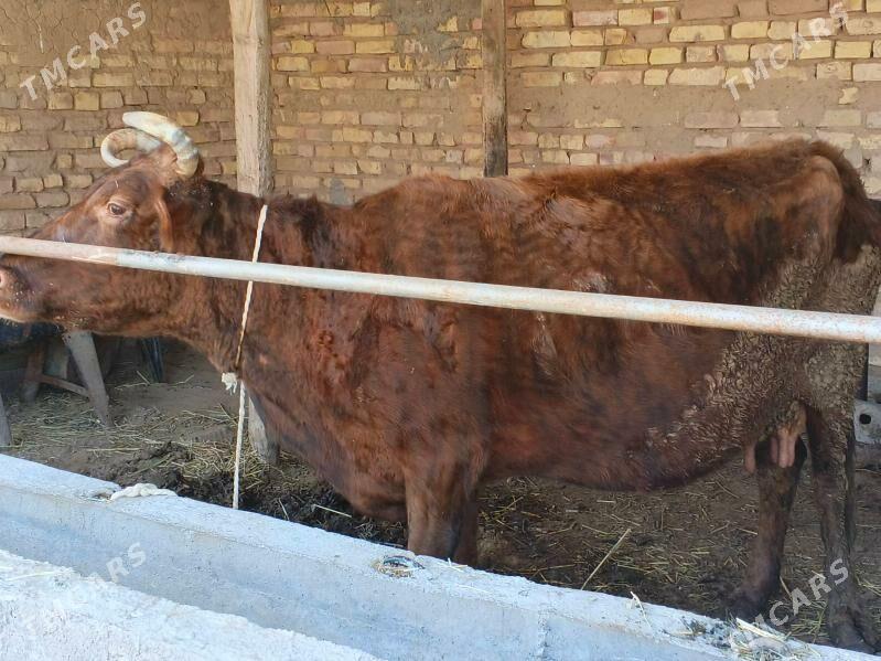 goleli sygyr - Бабадайхан - img 1