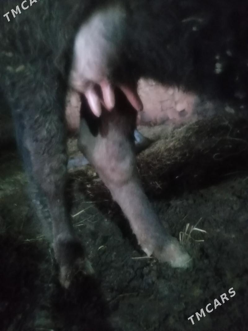 Göleli sygyr. - Бахарден - img 1