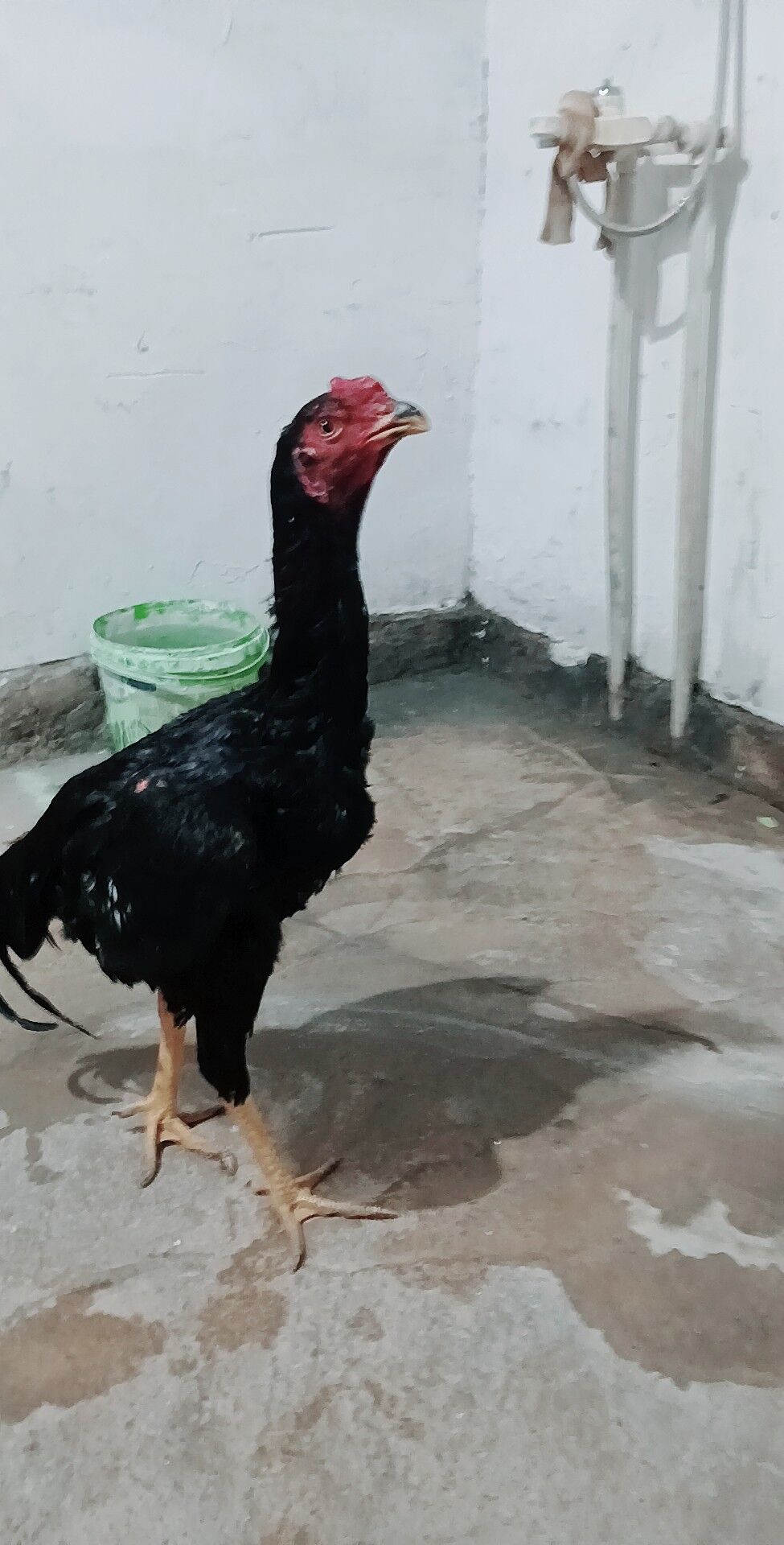 bayes horaz - Шабатский этрап - img 1