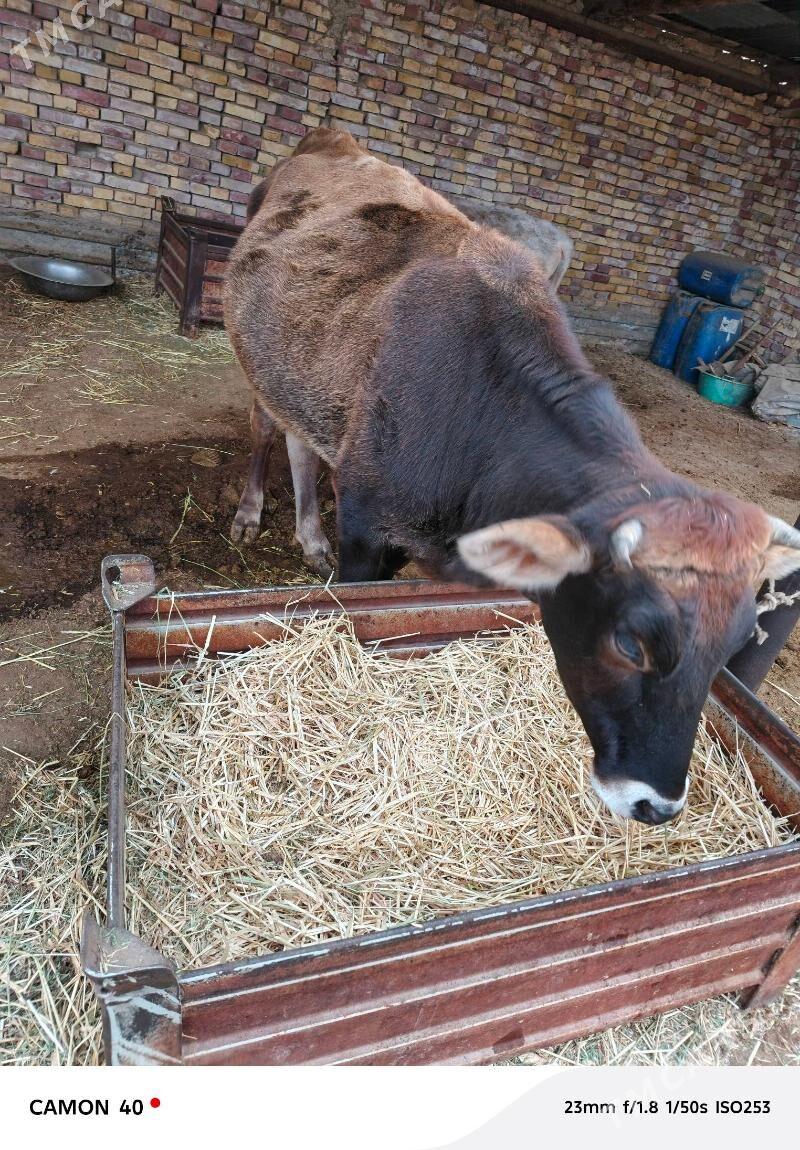 tuwe sygyr - Гёкдепе - img 1