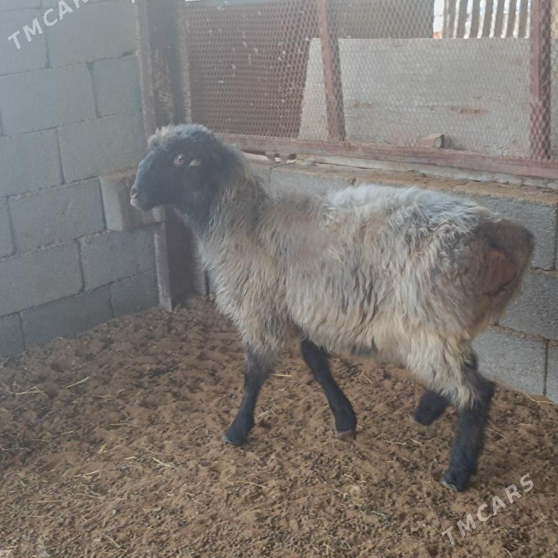 Goýun - Ak bugdaý etraby - img 1