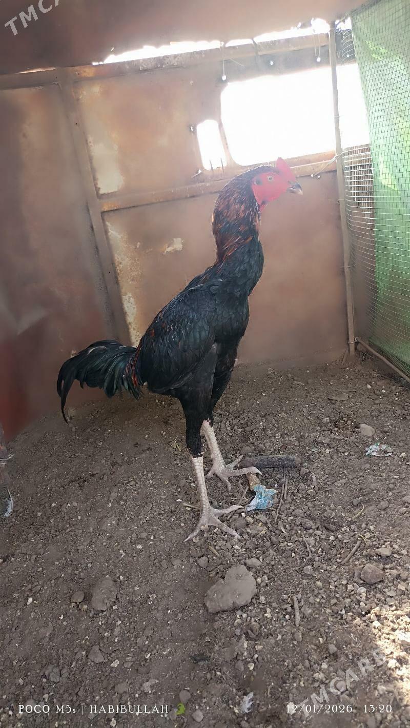 baysow horaz - Фарап - img 1