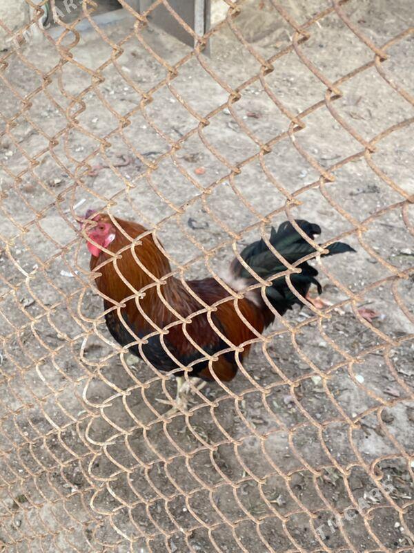 petuh - Türkmenbaşy - img 1