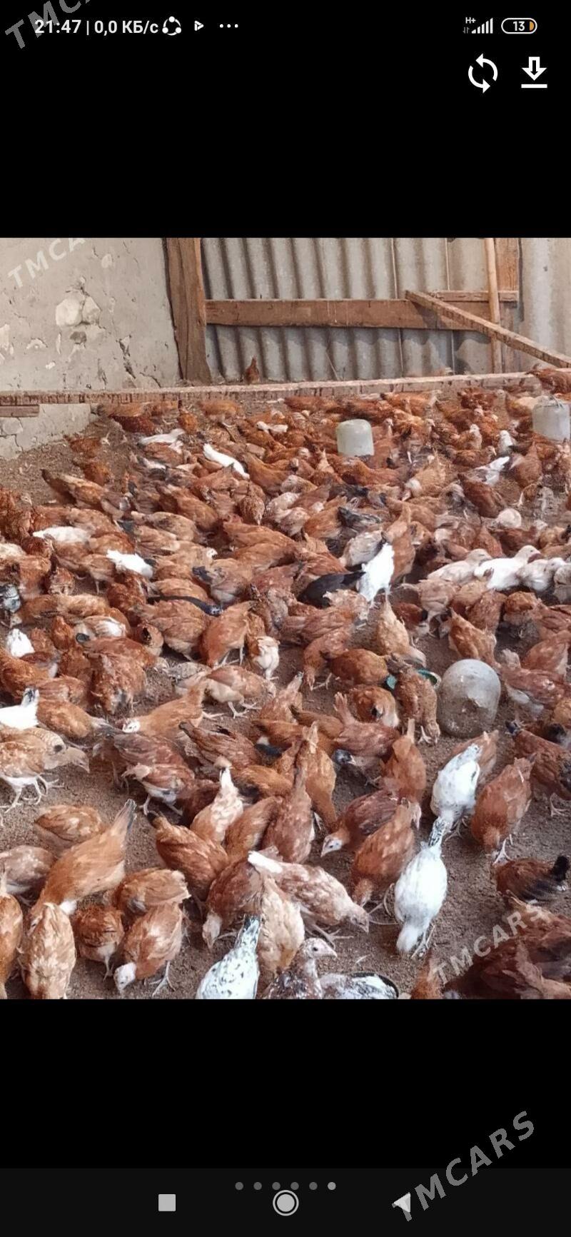 juje - Бахарден - img 1