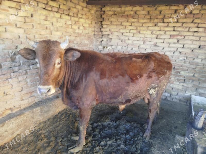 okuz - Сакарчага - img 1