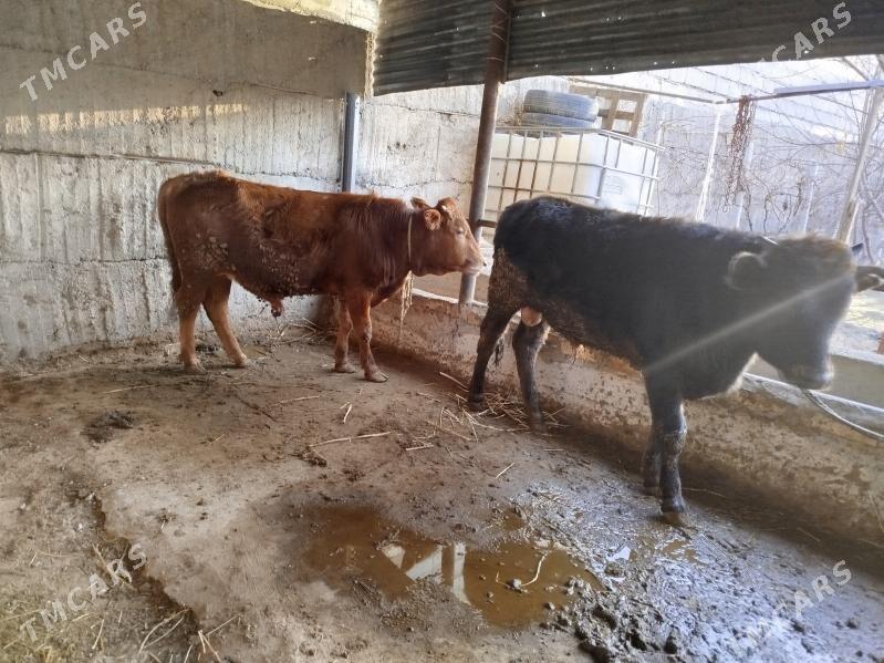 Okuz tuwe - Ашхабад - img 1