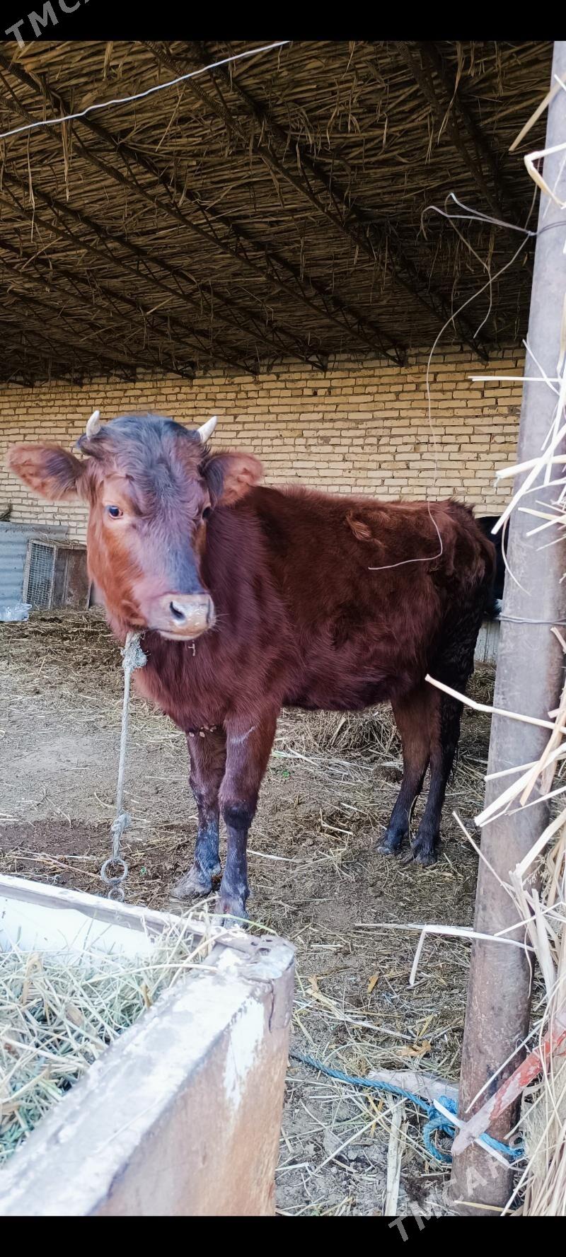 krasnyý stepnoý unajyn - Чарджоу - img 1