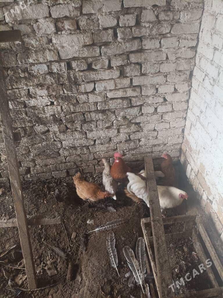 towuk - Çärjew - img 1