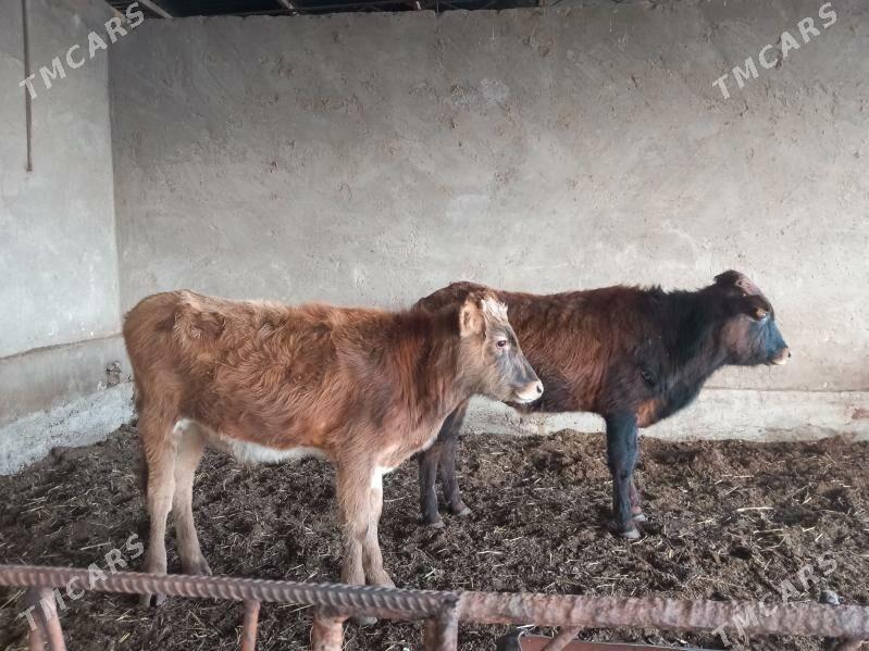 okuz - Векильбазар - img 1