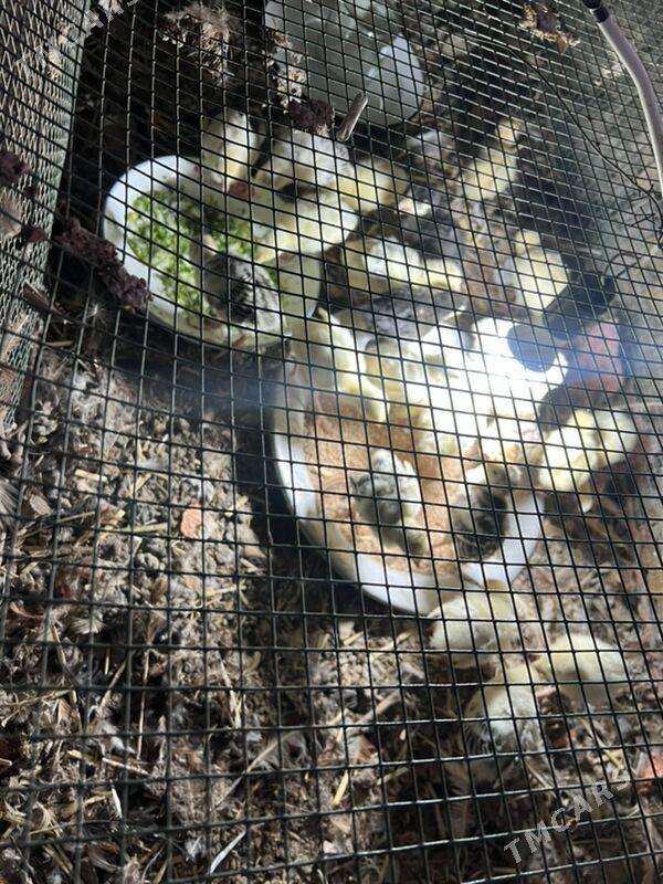 induk jüýje - Туркменабат - img 1