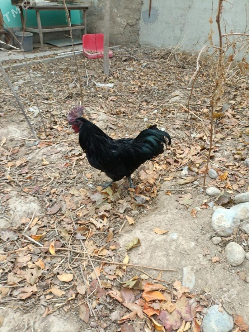 lakadeyzi gara etli horoz - Анев - img 1