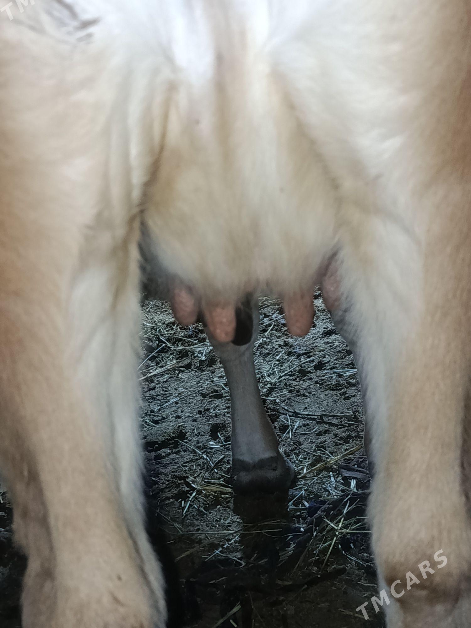 agyr bogaz sygyr - Bäherden - img 1