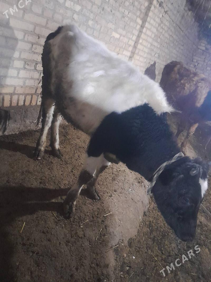 unajyn - Türkmenabat - img 1