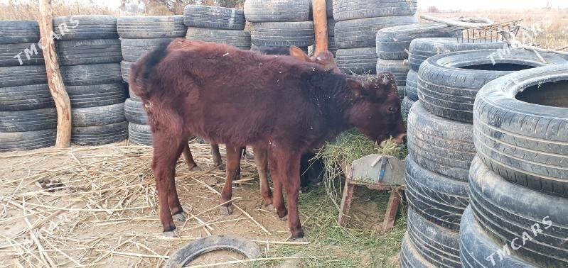 gole - Aşgabat - img 1