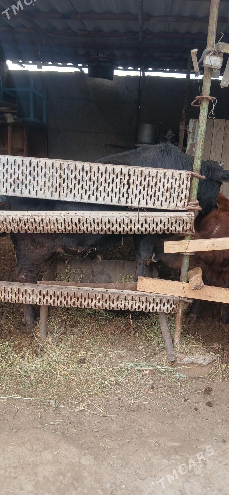 okuz - Херрикгала - img 1