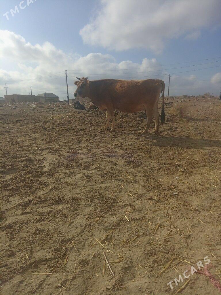 Agyr bogaz yanwar - Балканабат - img 1