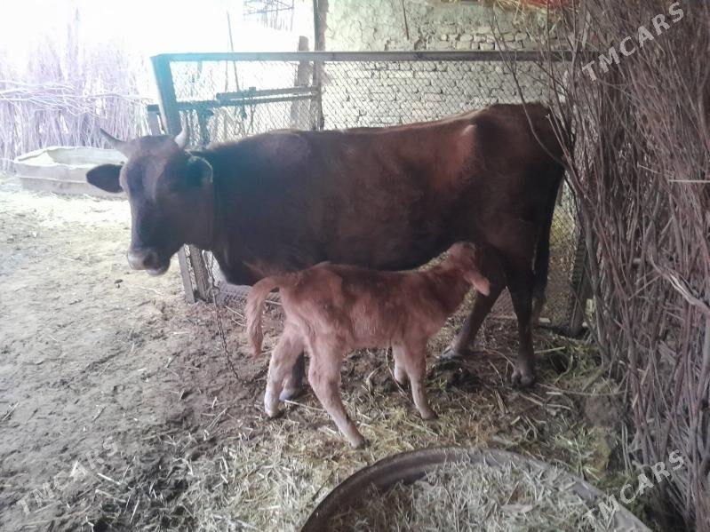 Goleli Sygyr - Baýramaly - img 1