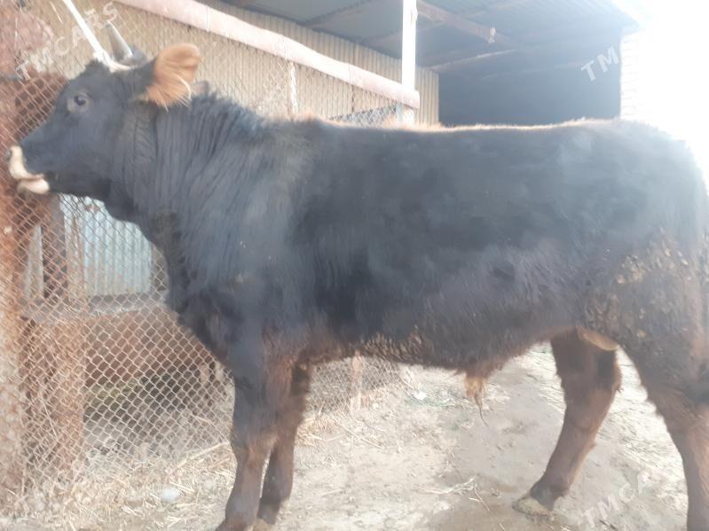 Ökuz 1.5 ýaş - Wekilbazar - img 1